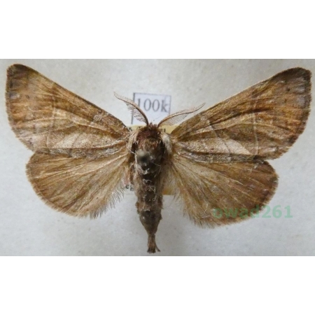 Clostera anastomosis (Linnaeus, 1758) female Wzjeżka wieszczyca Austria100k